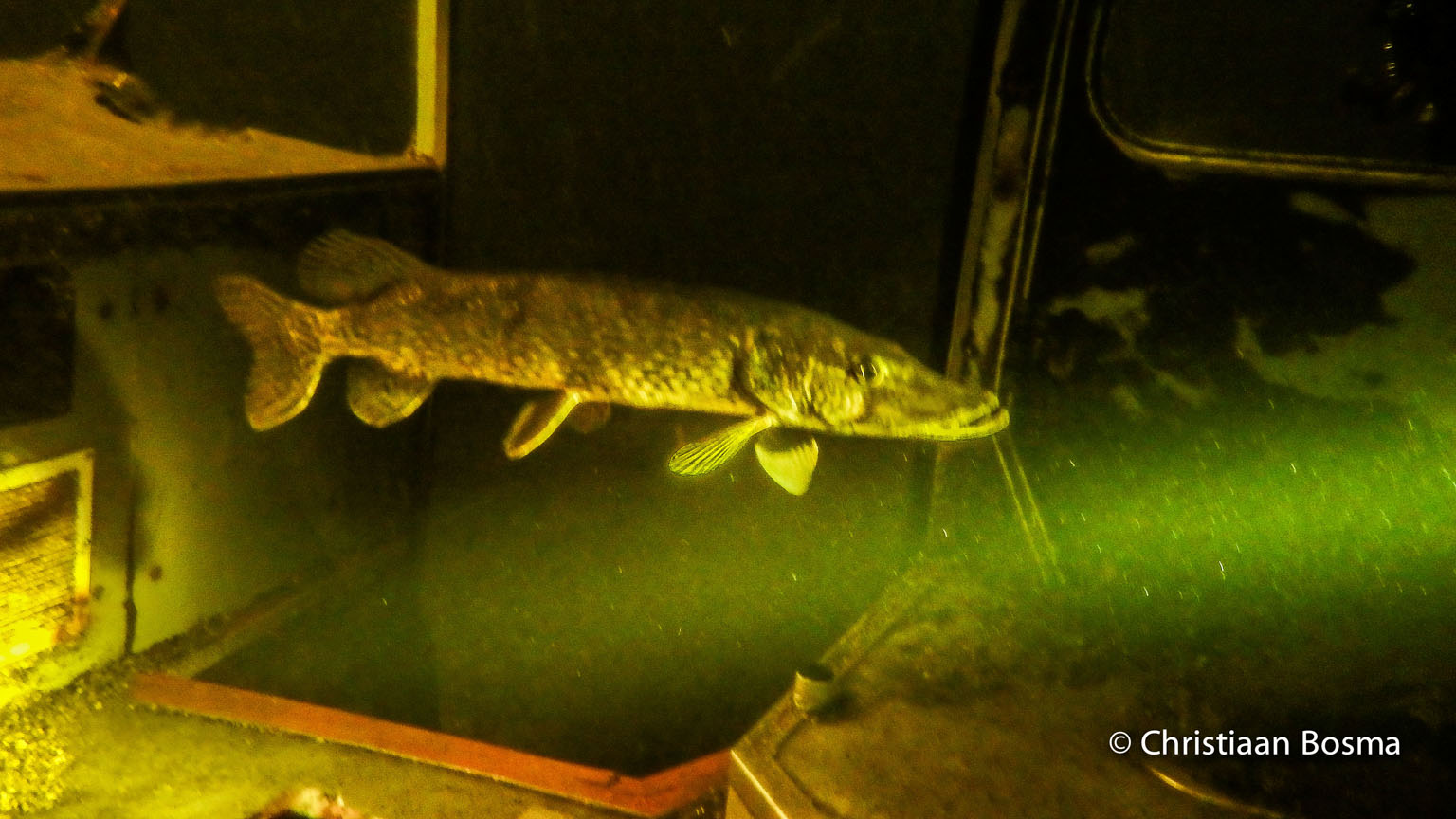 De snoek in de bus.