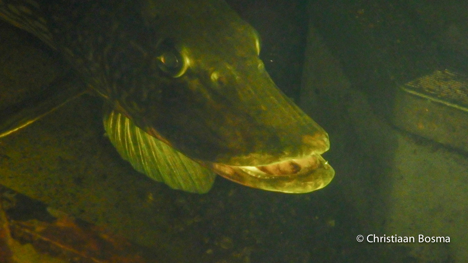 De macro-foto van de snoek.