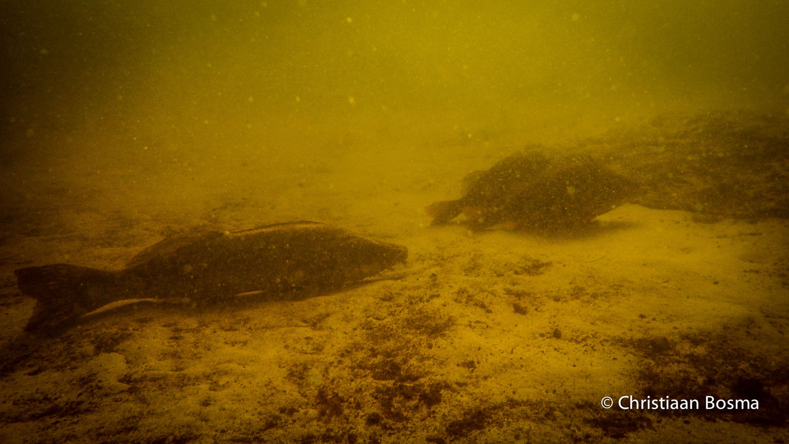Links zie je een grote snoekbaars en rechts liggen twee baarzen achter elkaar.