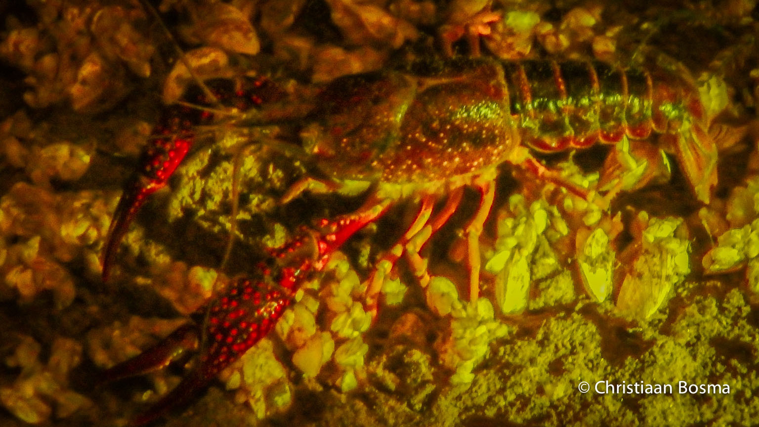 Deze rivierkreeft heeft opvallende rode spikkels op zijn scharen.
