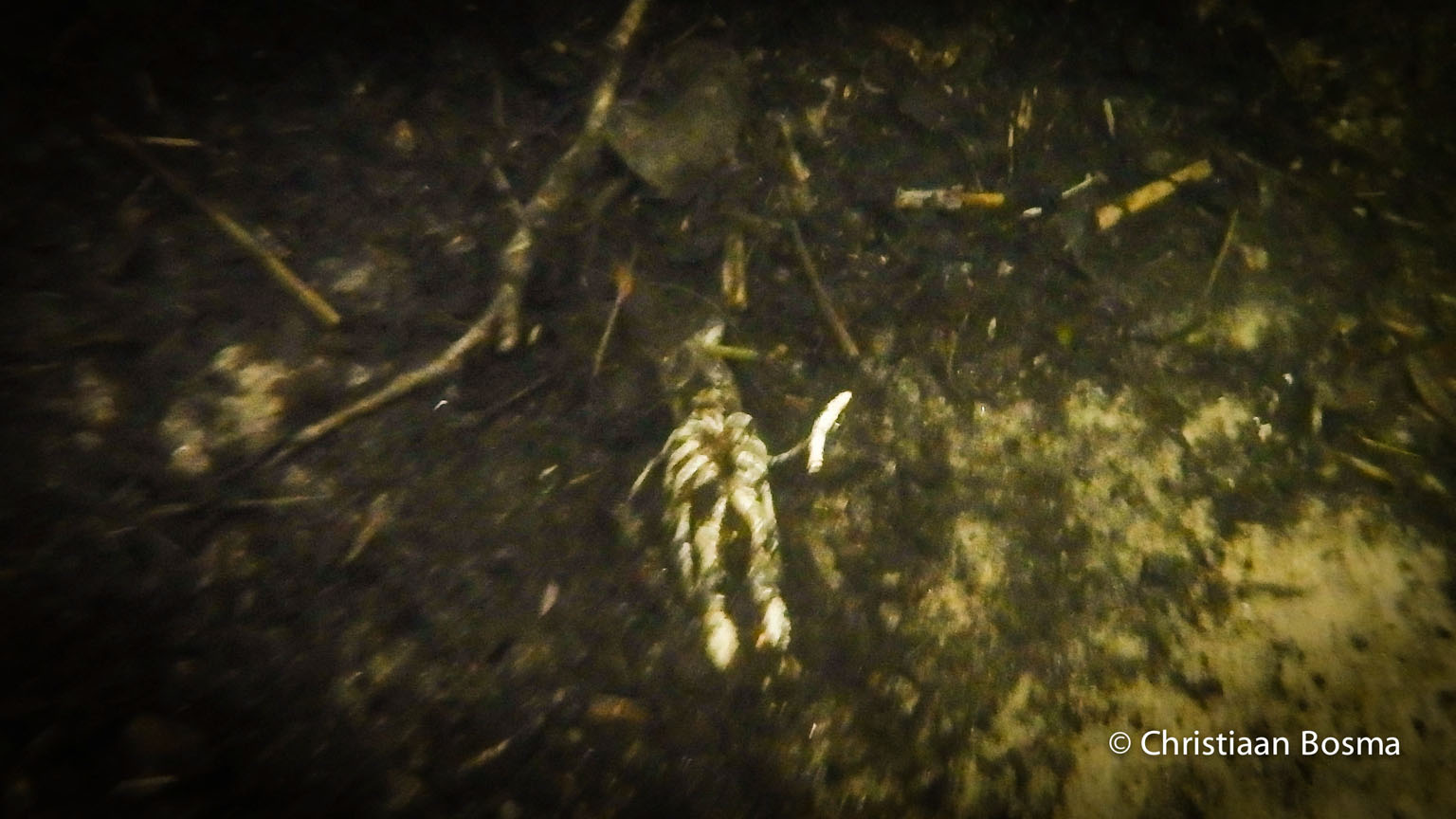 Geen idee wat het is maar het lijkt een skelet.