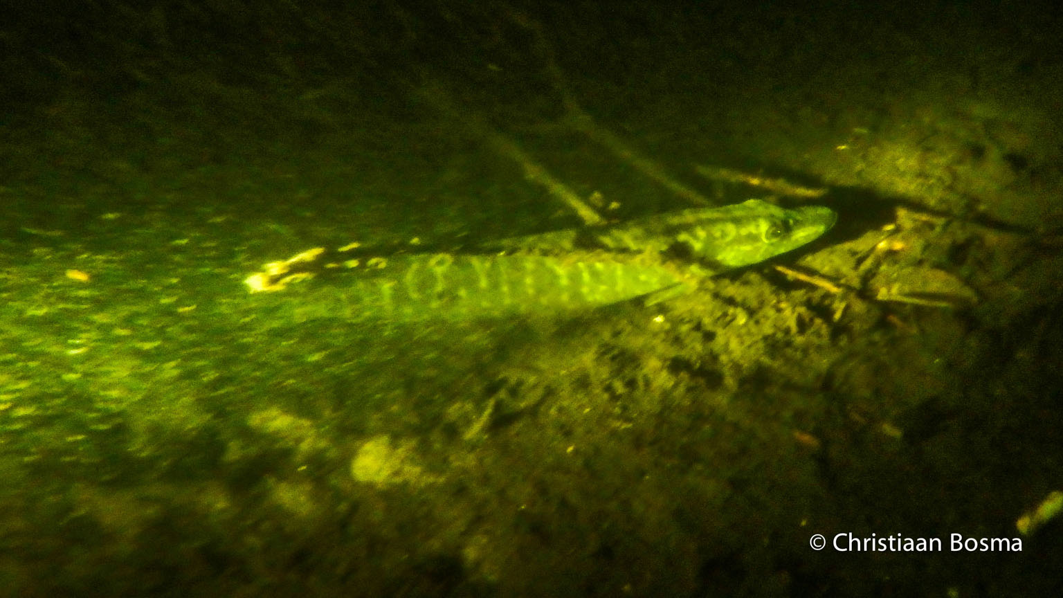 Een snoek van ongeveer 30 tot 40 centimeter
