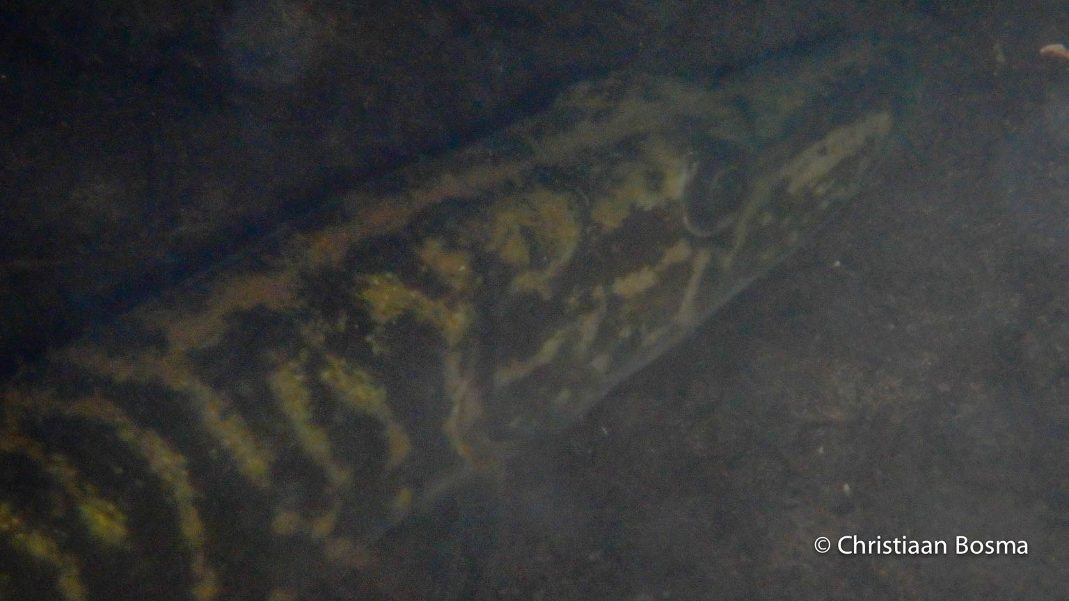 Een snoek met de macro-stand genomen.