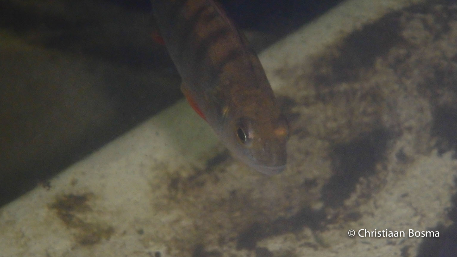 Dit stekelbaarsje zat rustig bij de boot een beetje rond te zwemmen.