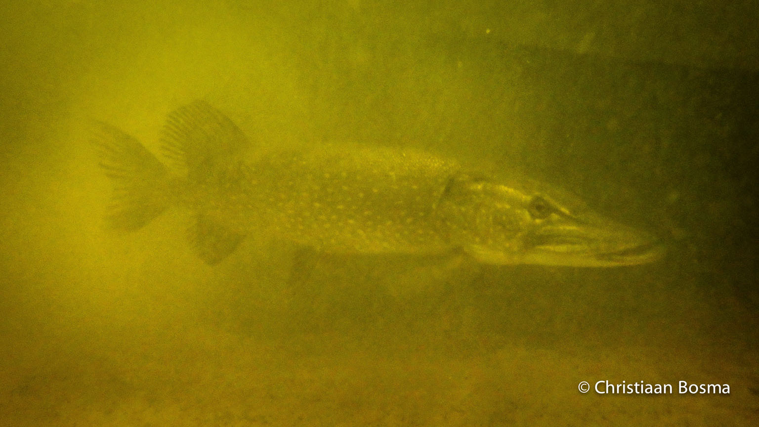 Deze snoek vond het nodig om nog geen halve meter van mij af te zwemmen richting de boot.