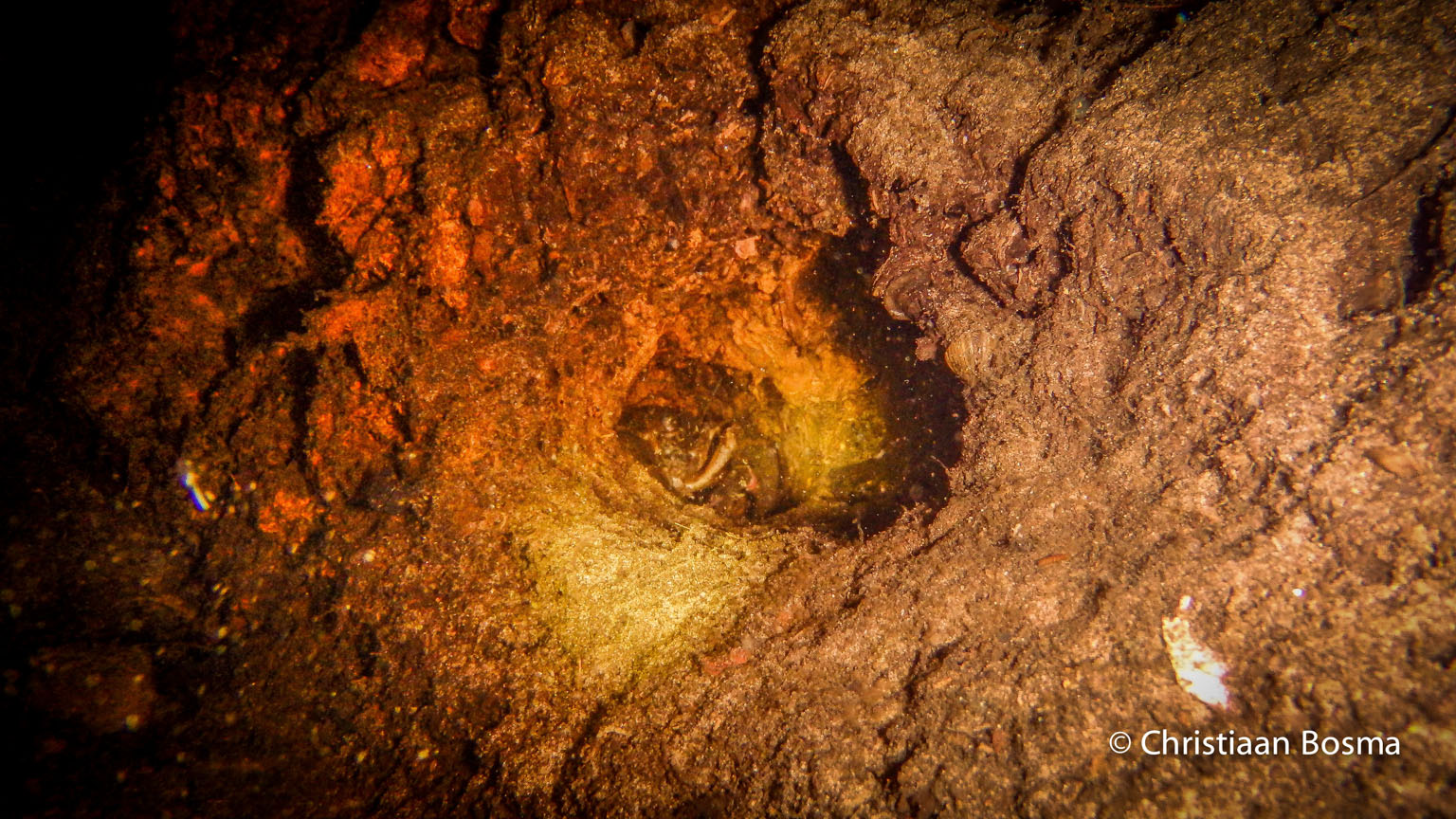 Hier zit een kreeft helemaal achterin een hol.