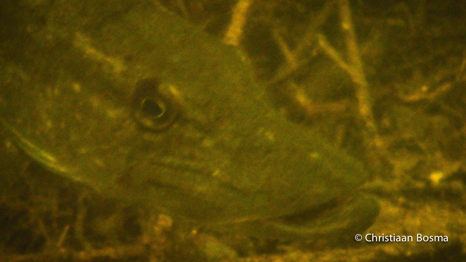 Deze snoek zat waarschijnlijk te wachten op avondeten.