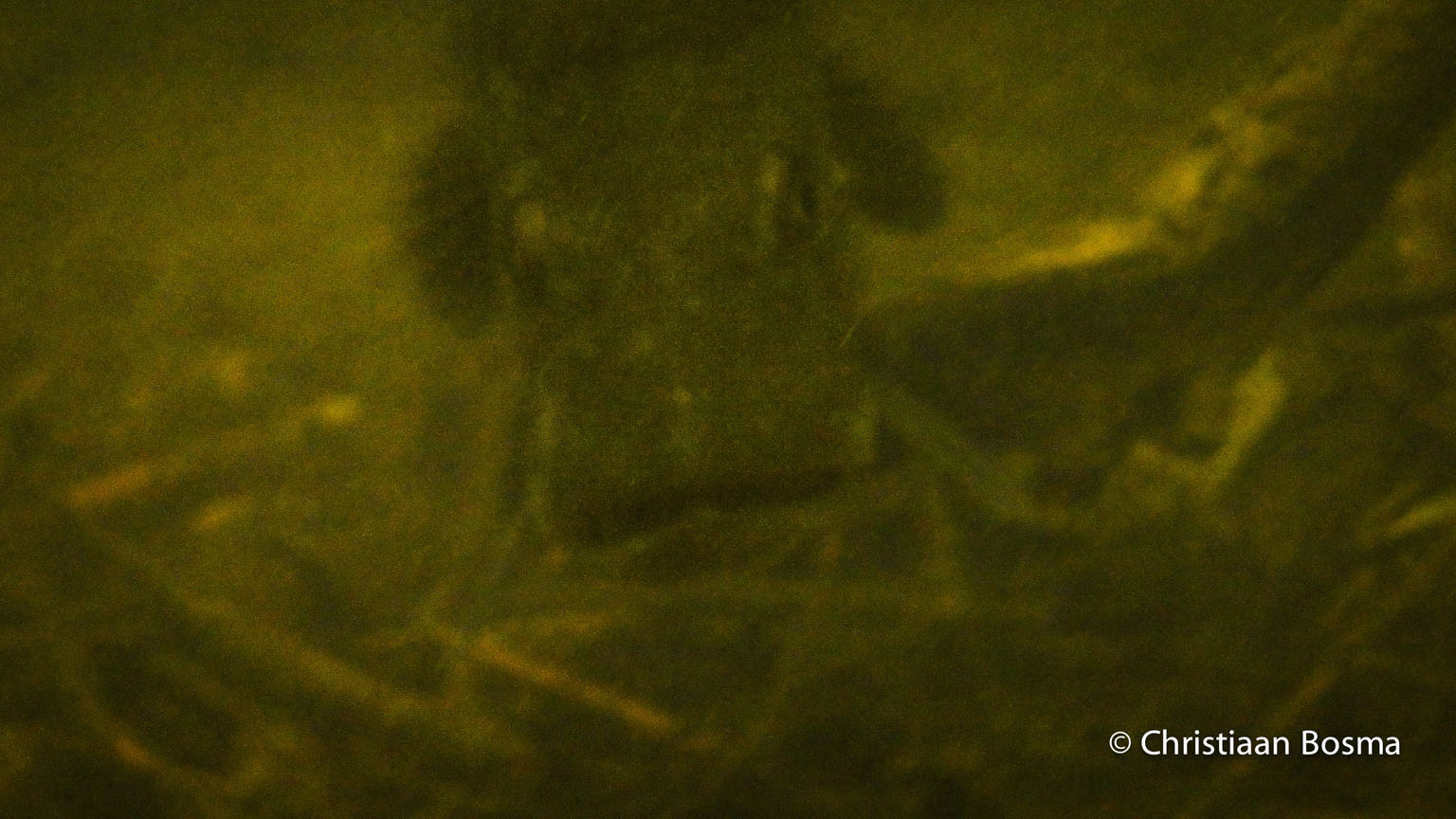 Dezelfde snoek maar dan van de voorkant.