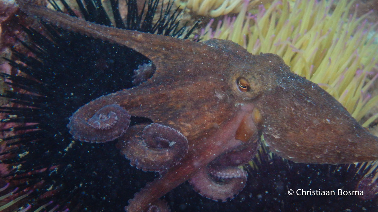 Deze octopus zwom net weg toen ik een foto maakte.