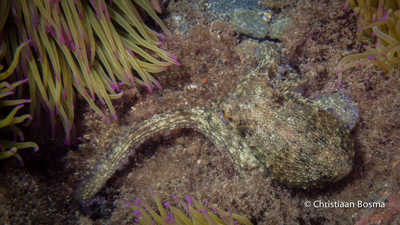 Deze octopus ligt in het zand en is van kleur veranderd.