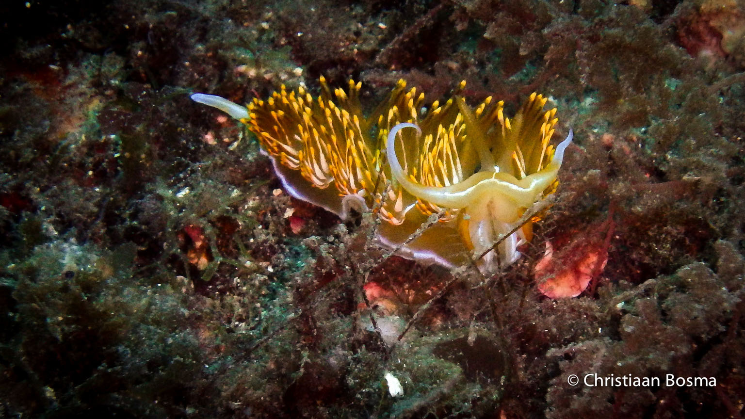 Een oranje naaktslak.