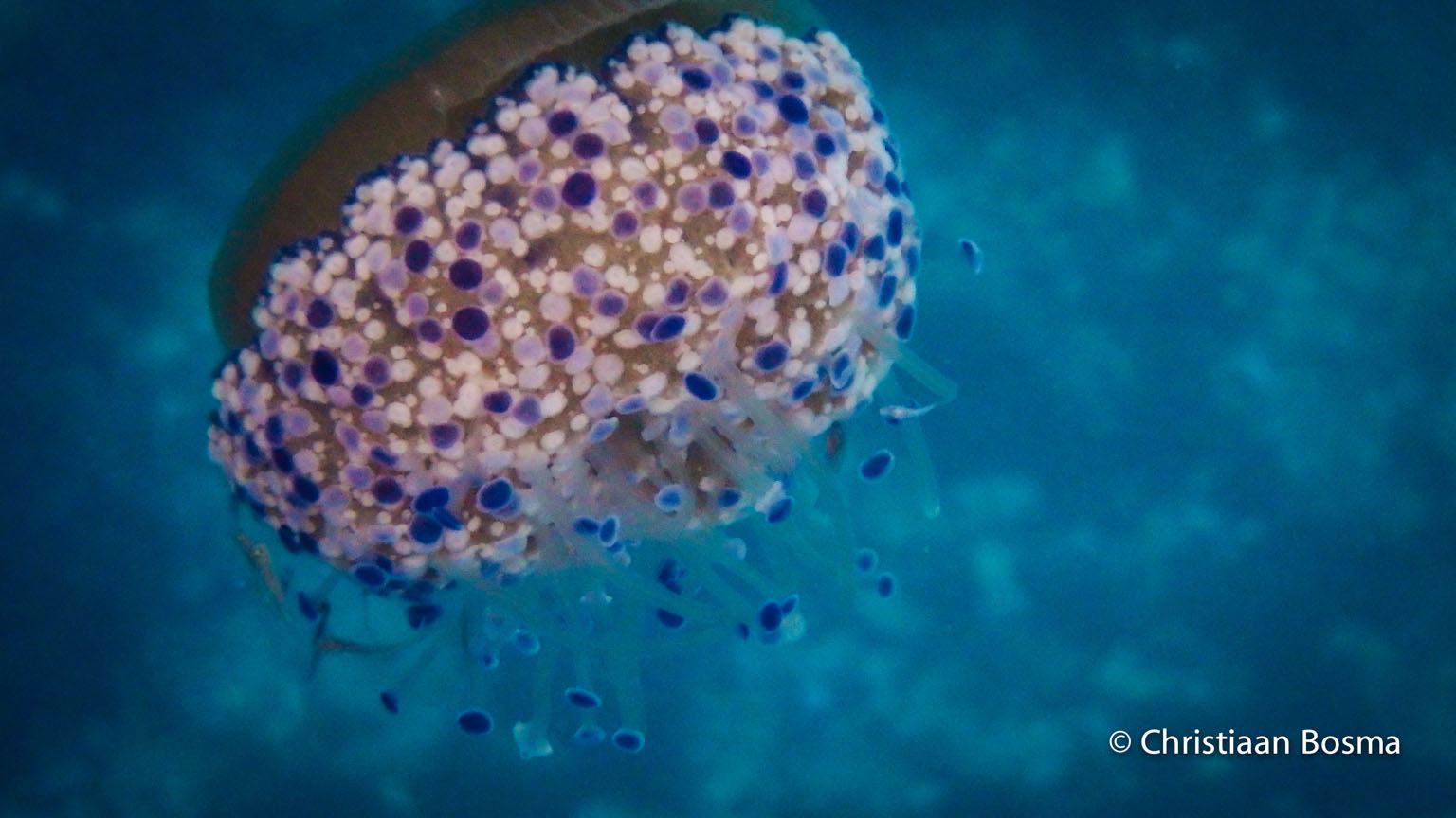 Een vingerhoed kwal.