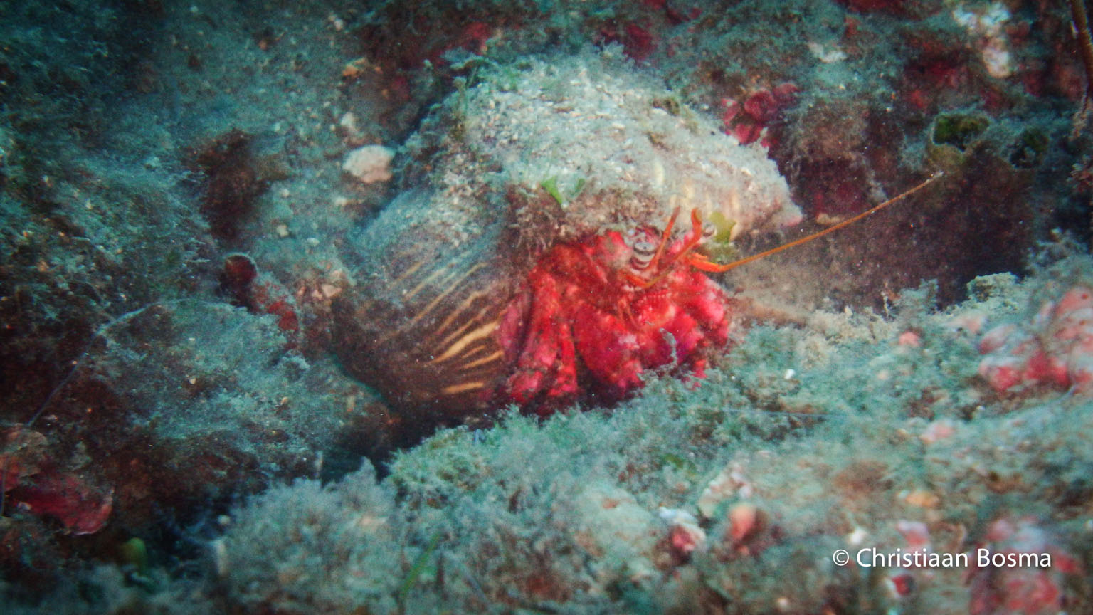 Deze Heremietkrab was een beetje bang voor ons.