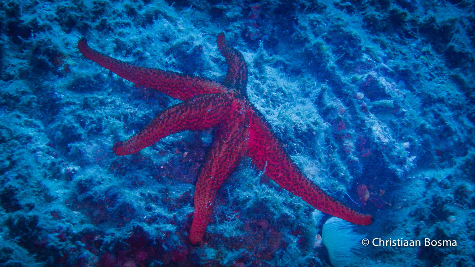 Een Zeester op een rots.