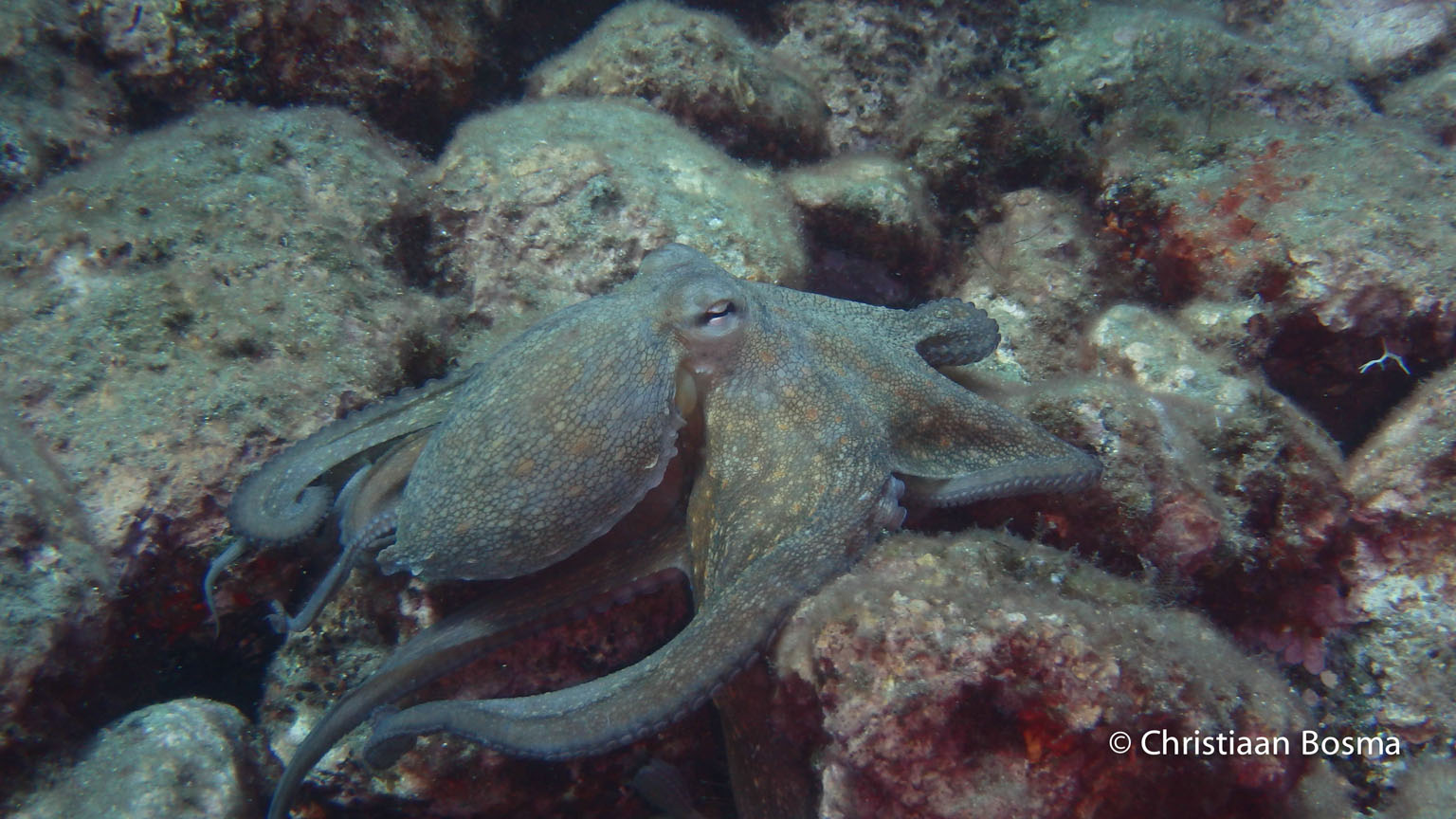De octopus waar ik nog net even snel een foto van kon maken.