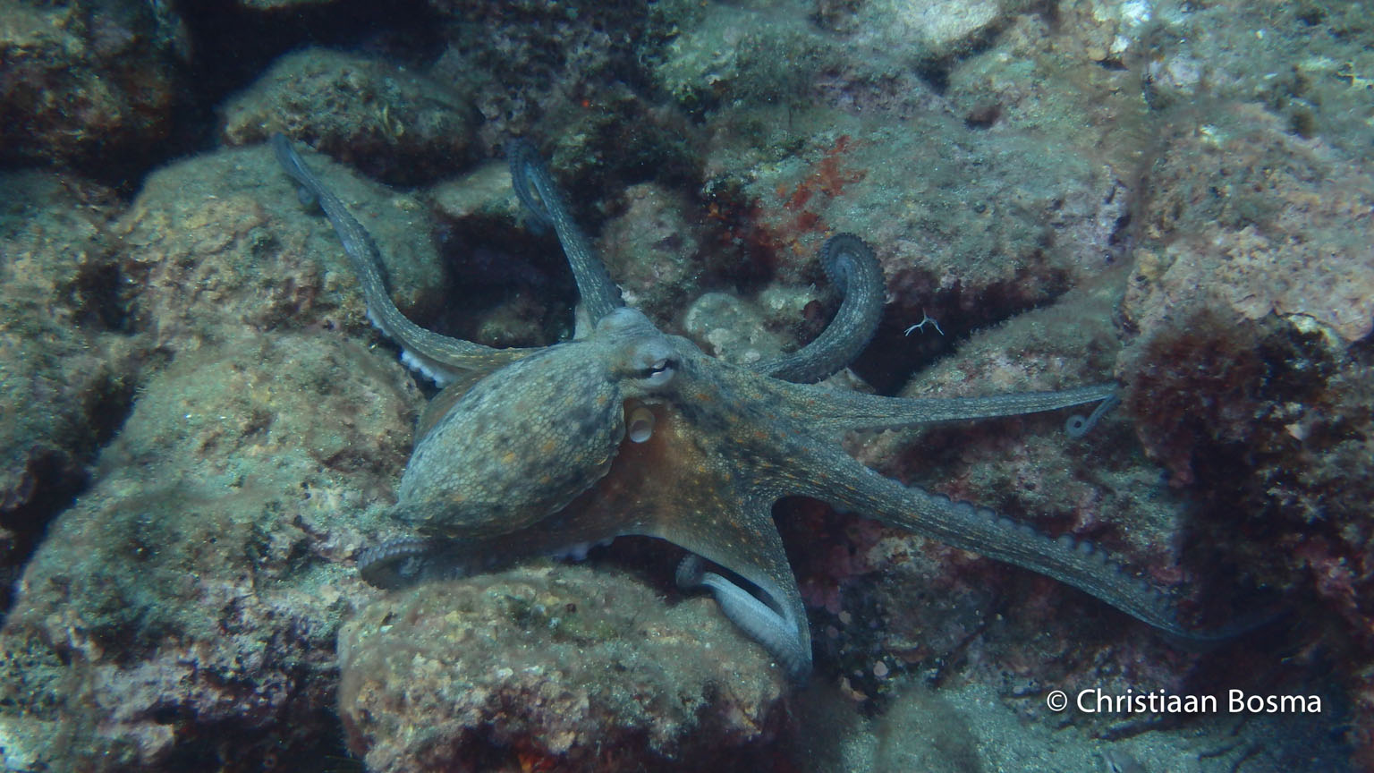 Nog een foto van dezelfde octopus.