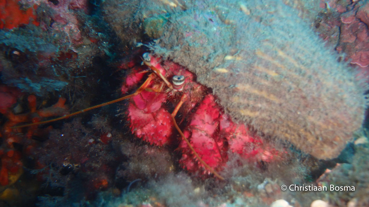 Een Hermietkrab op 25 meter onderwater.