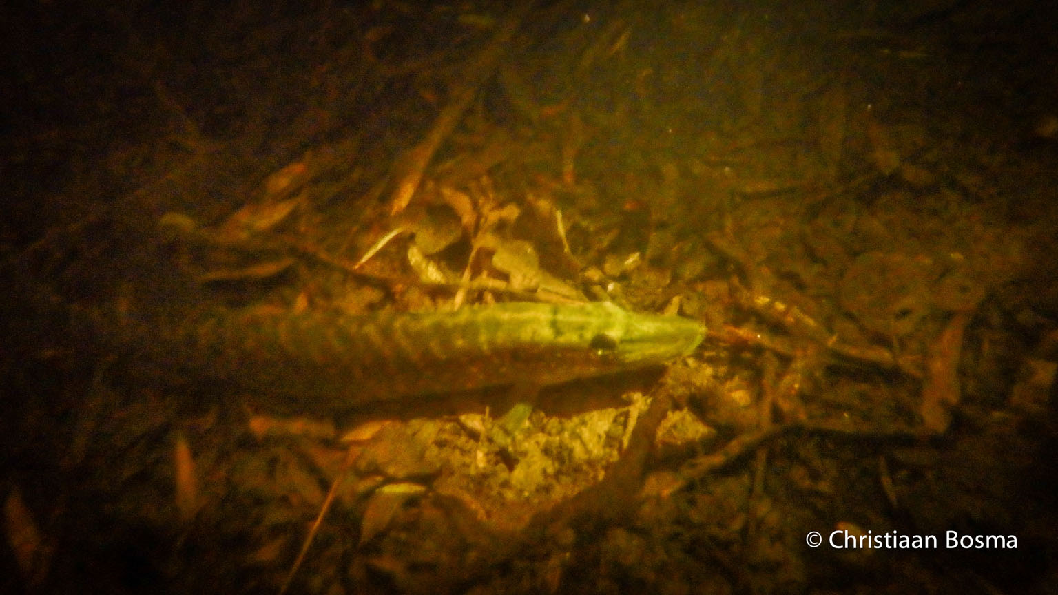 Deze kleine snoek was aan het jagen.