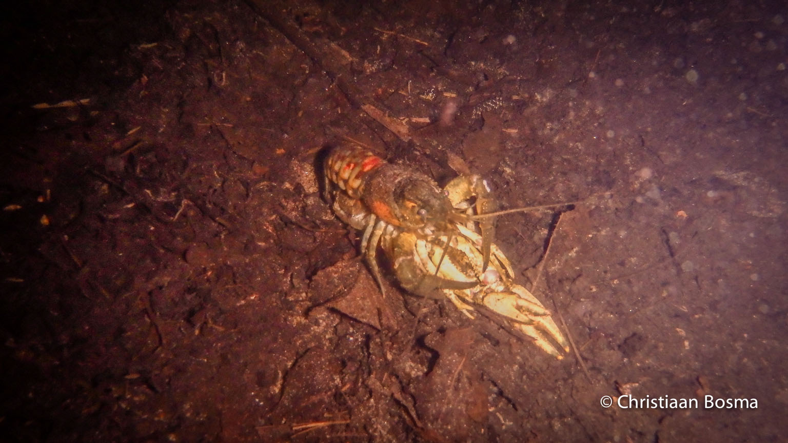 Deze kreeft zit op zijn eigen of andermans schaal.
