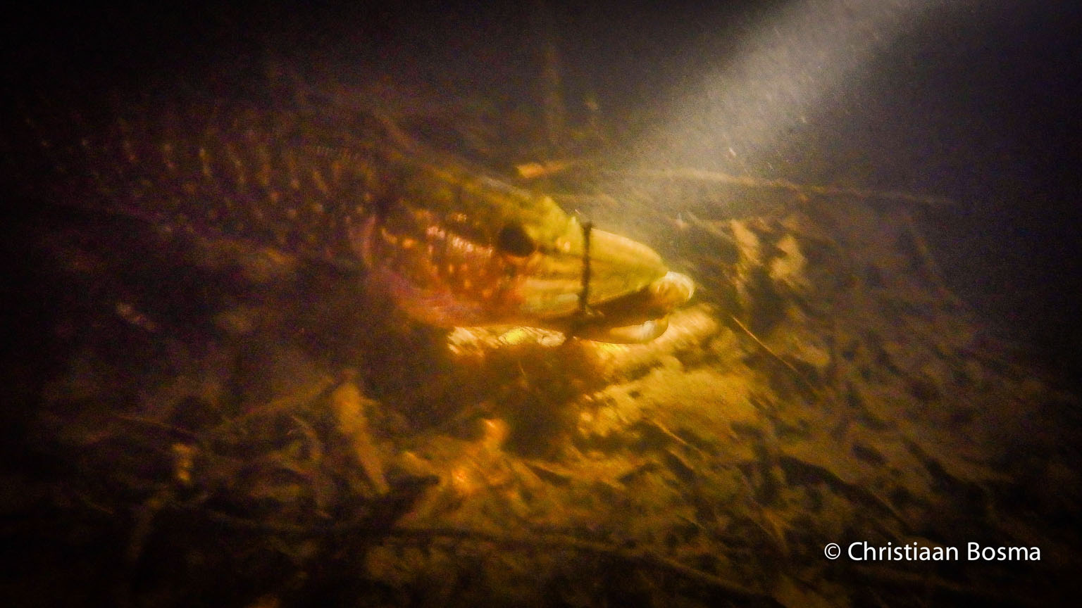 De snoek met zijn maaltijd.