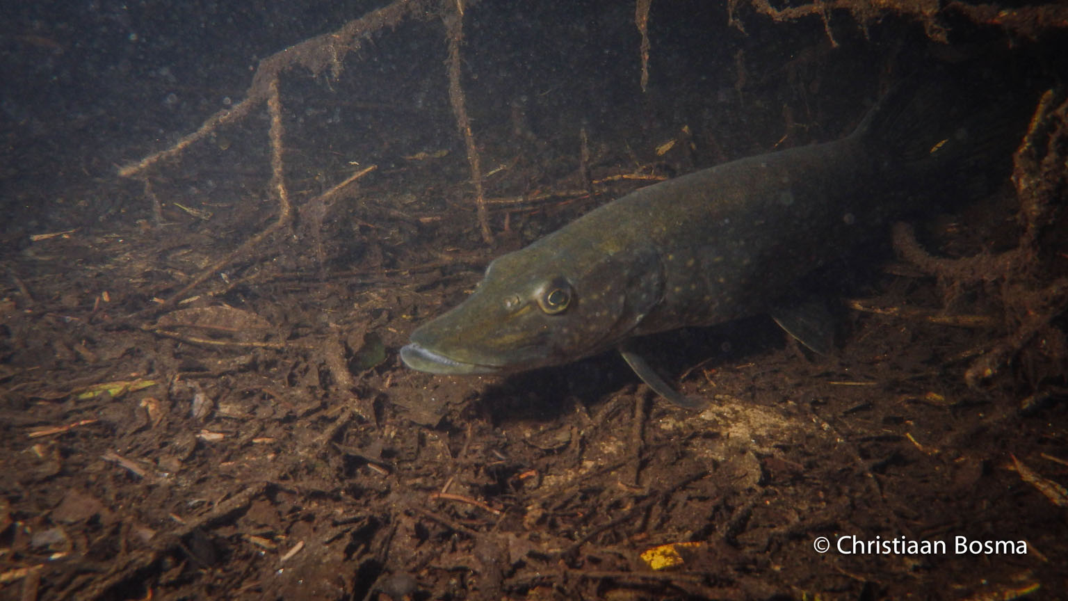 De snoek van de zijkant.