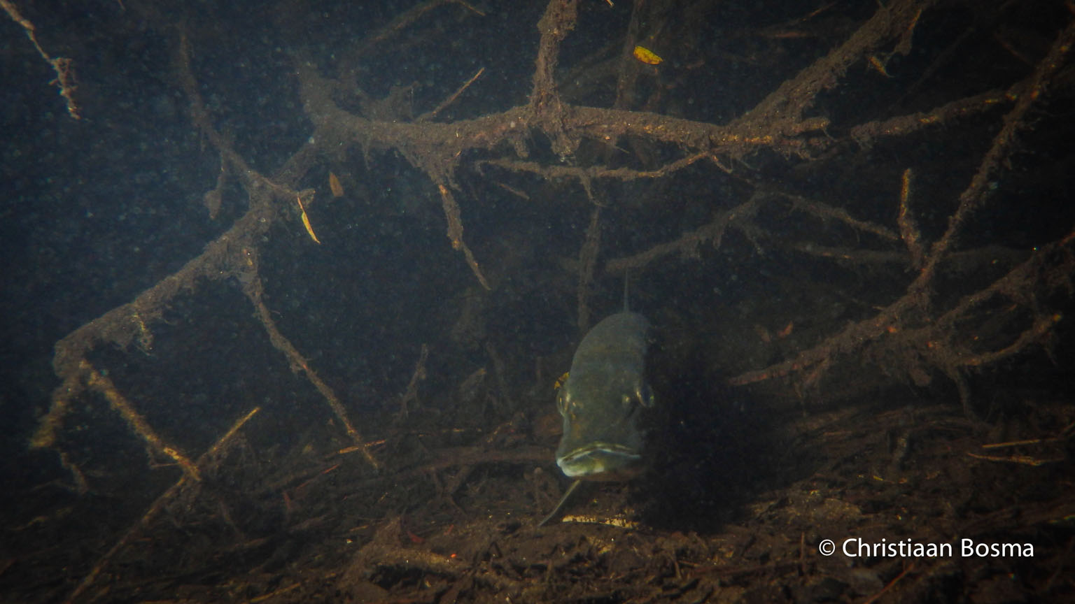 De snoek van de voorkant.