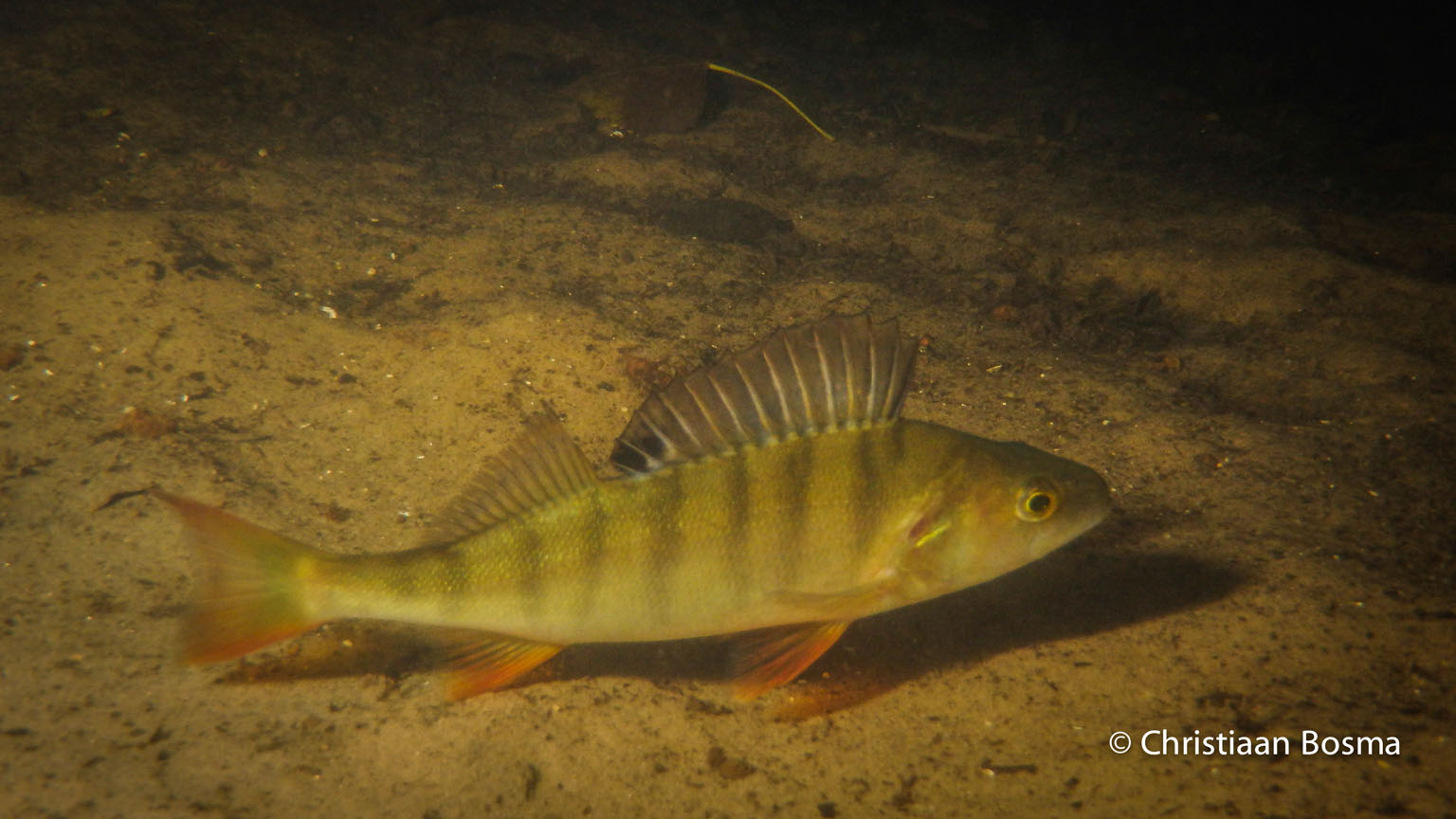 Deze baars wilde wèl poseren voor de camera.