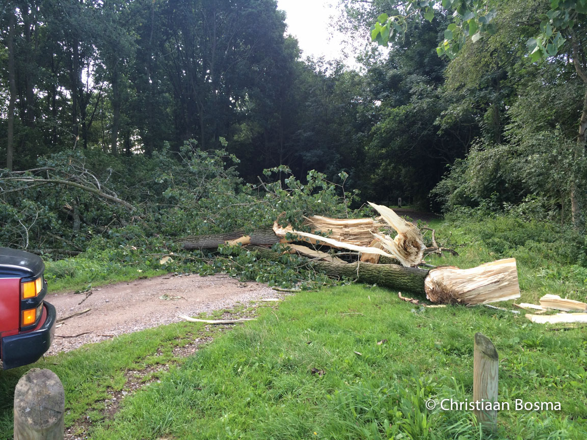 De boom die het pad blokkeerde.