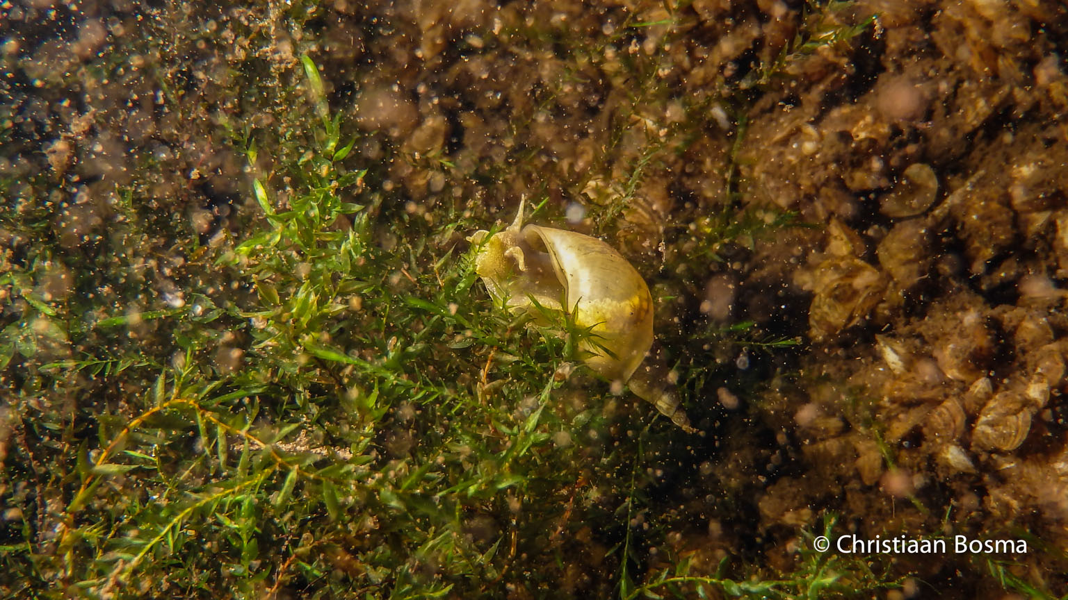 Een zoetwaterslak in zijn huis.