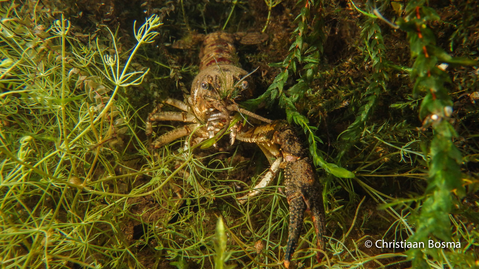 Zoetwaterkreeft met één schaar.