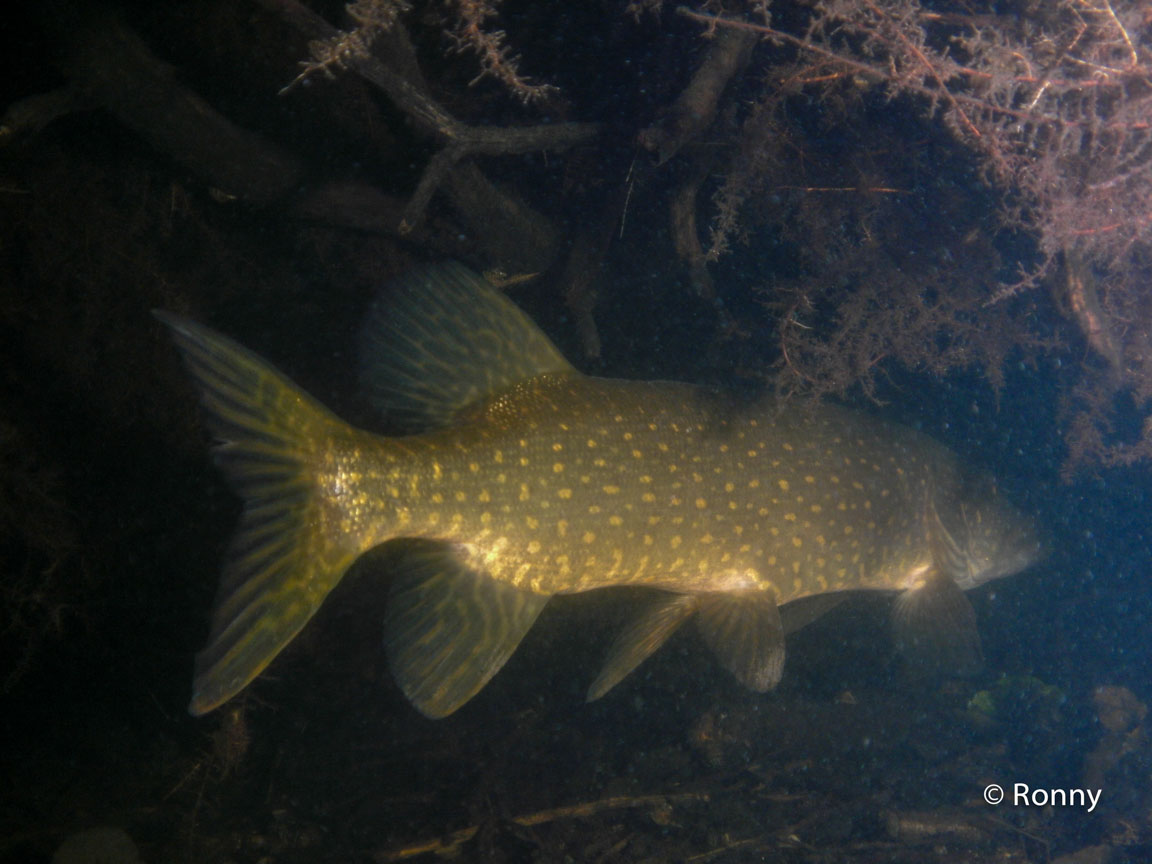 De snoek was het fotograferen zat.