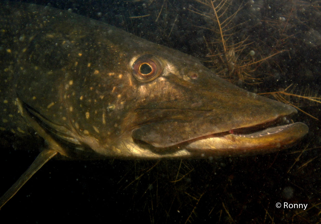 Close-up van de snoek.