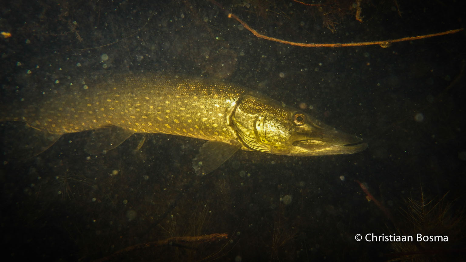 De snoek van 80 centimeter.