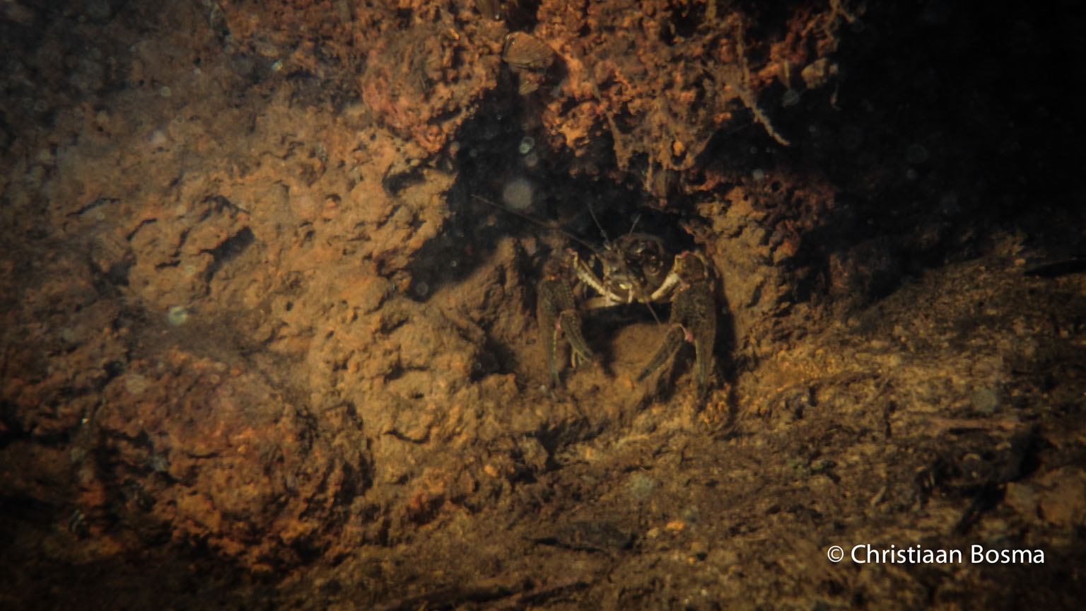 De rivierkreeft zonder lamp beschenen.