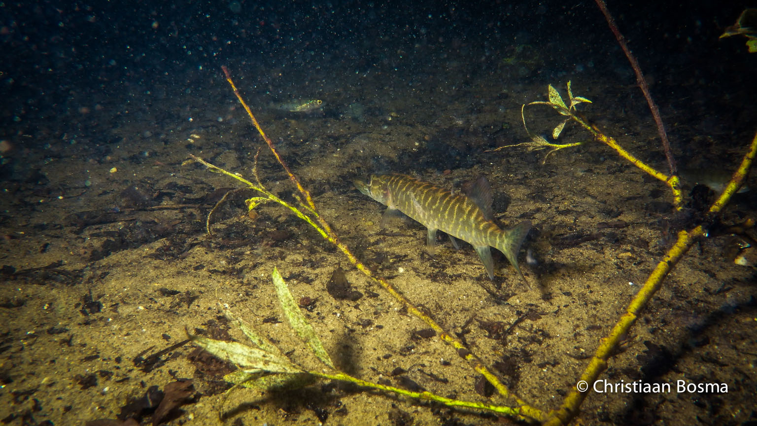De snoek verscholen achter een takje.