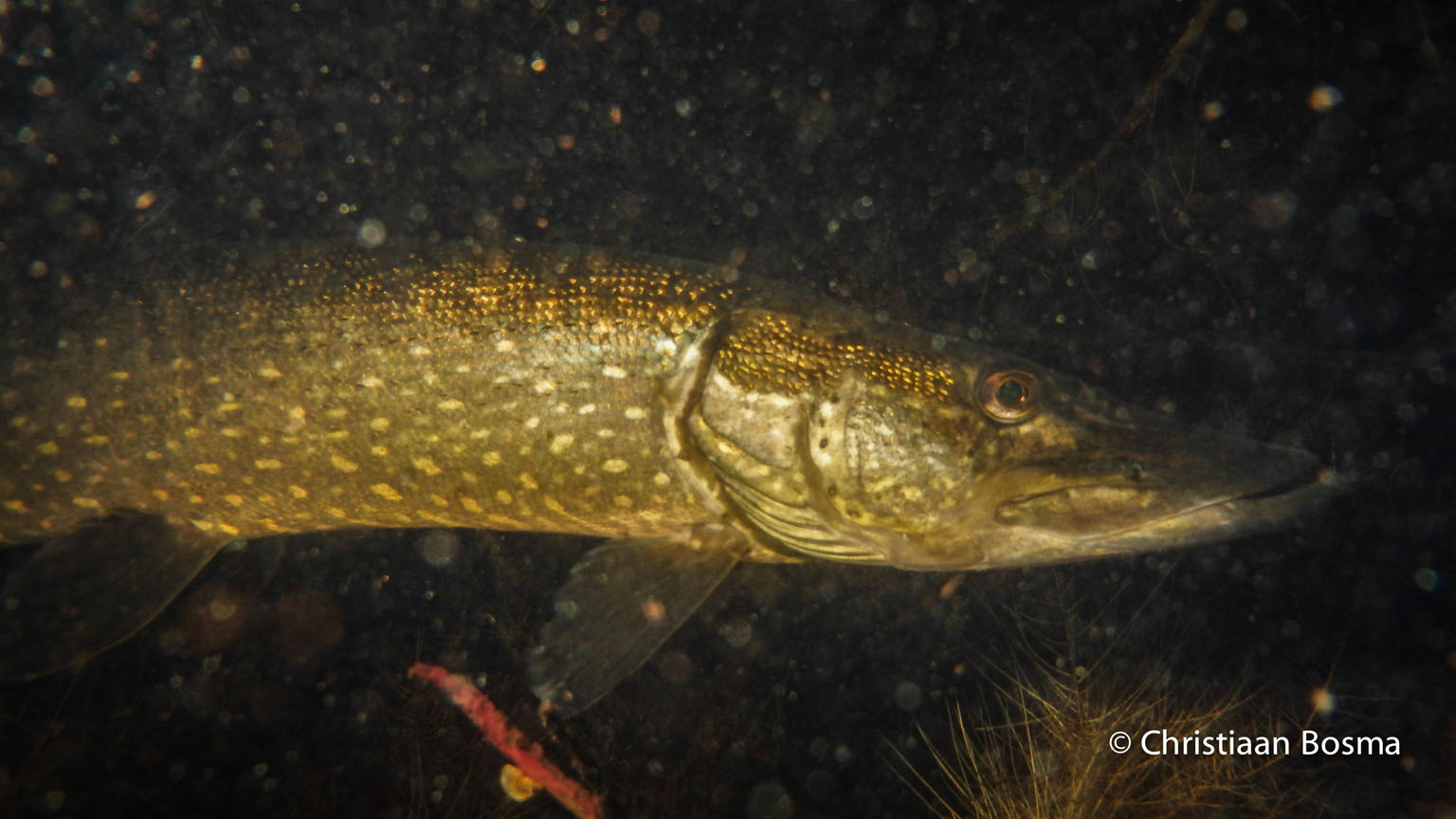 Dezelfde snoek op de terugweg.